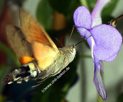 Taubenschwnzchen - Macroglossum stellatarum