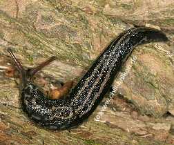 Tigerschnegel - Limax maximus
