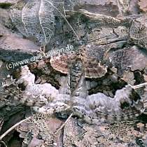 Springkraut Blattspanner - Xanthorhoe birivata