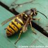 Faltenwespen - Vespidae