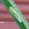Rosenzikade - Typhlocyba rosae