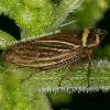Aphrodes macarovi - Zwergzikade